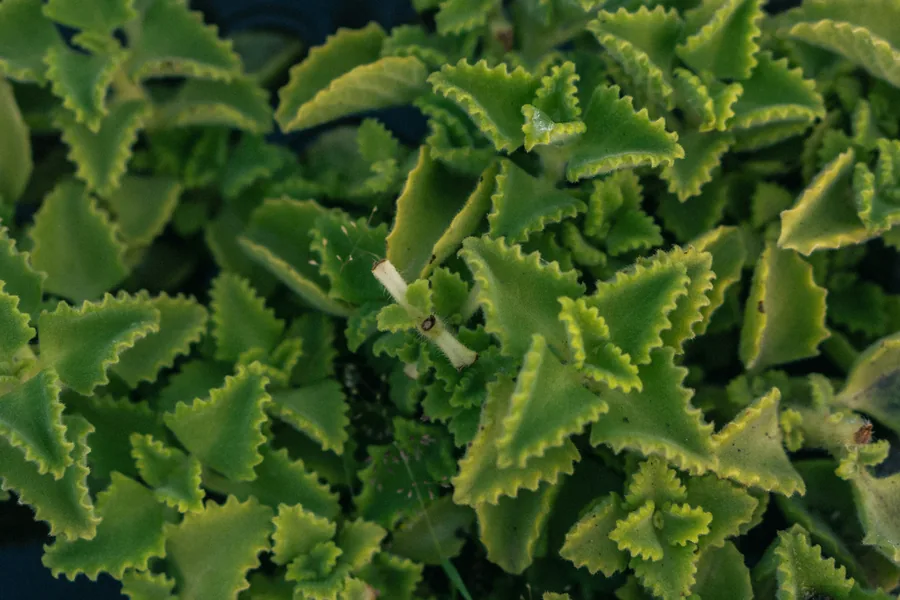 Ajwain seed exporter India
