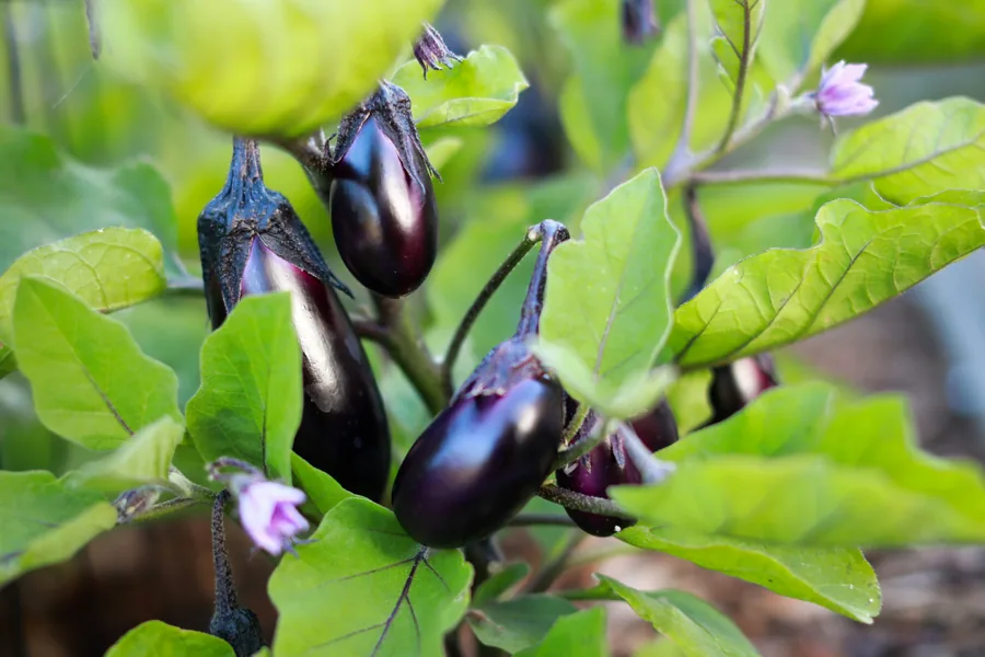 Fresh brinjal eggplant for Indian export supply
