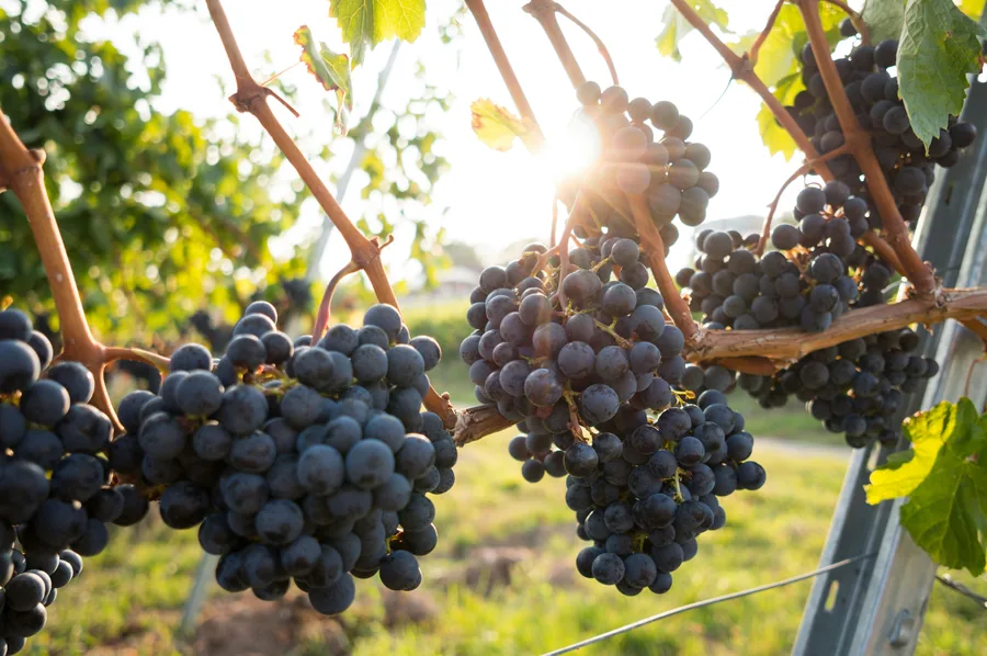 Indian grapes for export