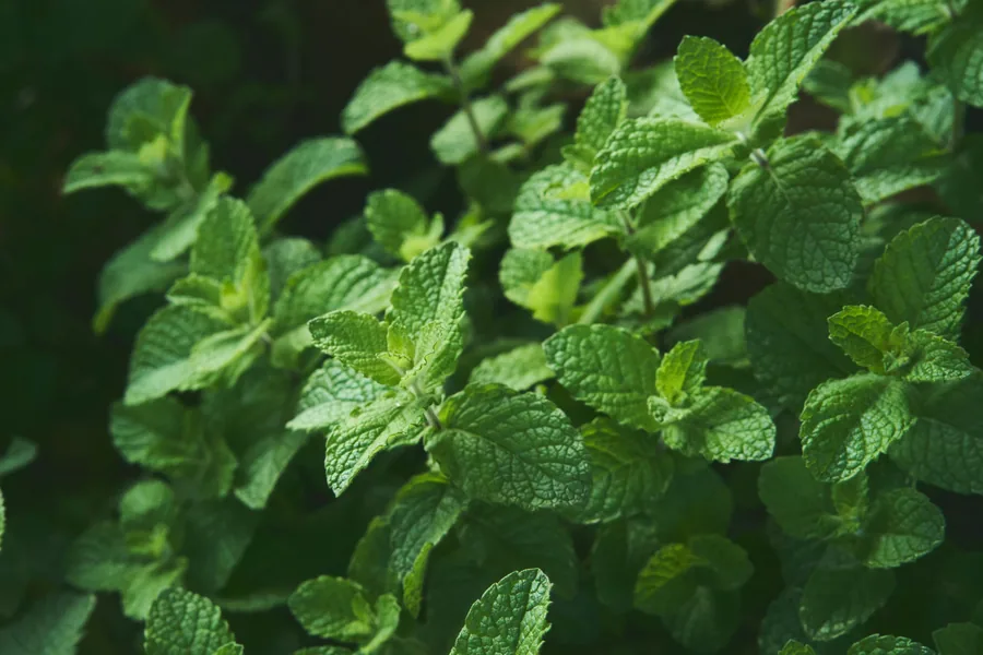 Fresh mint leaves exporter India