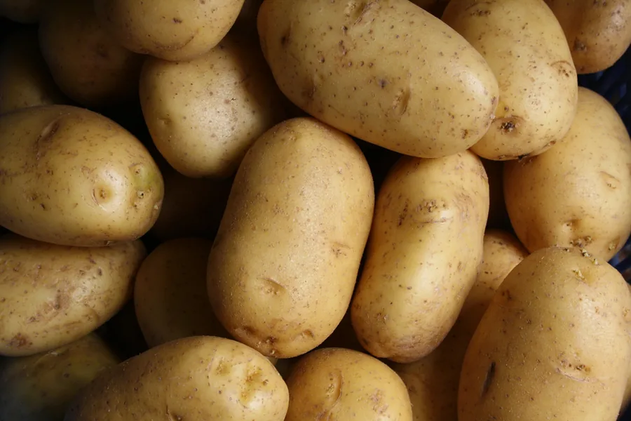 Fresh potatoes selected for export packing