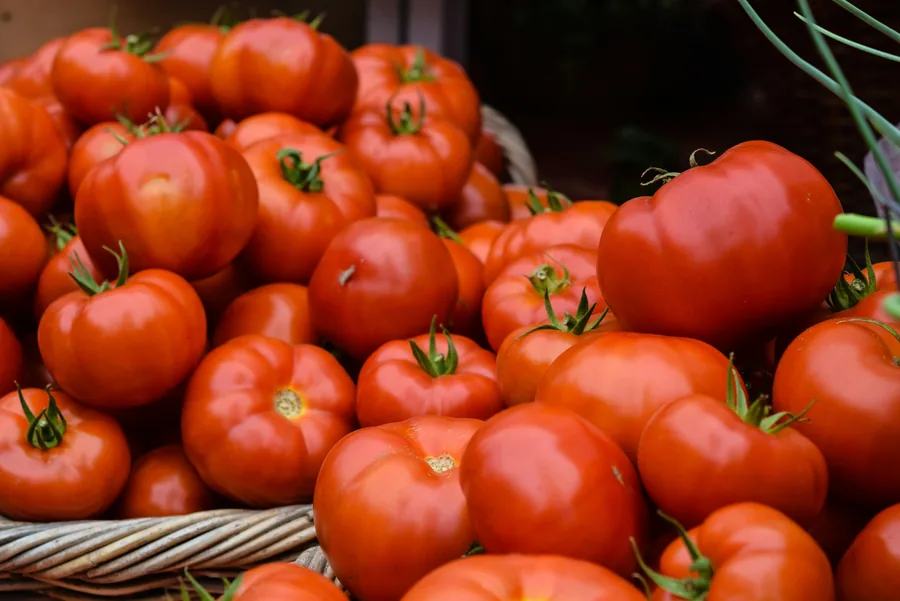 Fresh tomatoes prepared for vegetable export inquiries